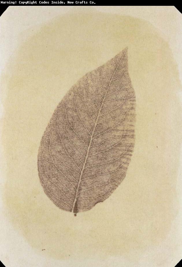 Willim Henry Fox Talbot Leaf with Its Stem Removed